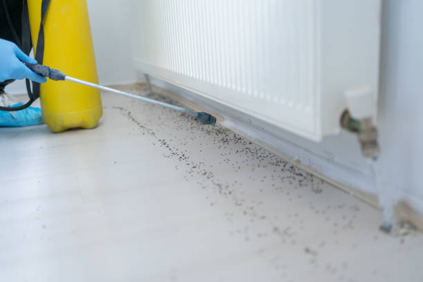 Best Best Pest Control Companies  in Meyersdale, PA